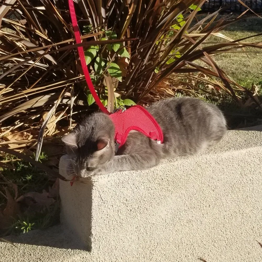 Cat Harness Vest w/ Leash Double Strap Red Medium Large Extra Large Sizes Avail